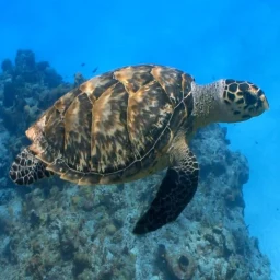 Turtle Live Wallpaper 图标